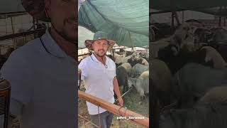 Kurban Bayramı Öncesi Kurbanlık Satış Pazarları