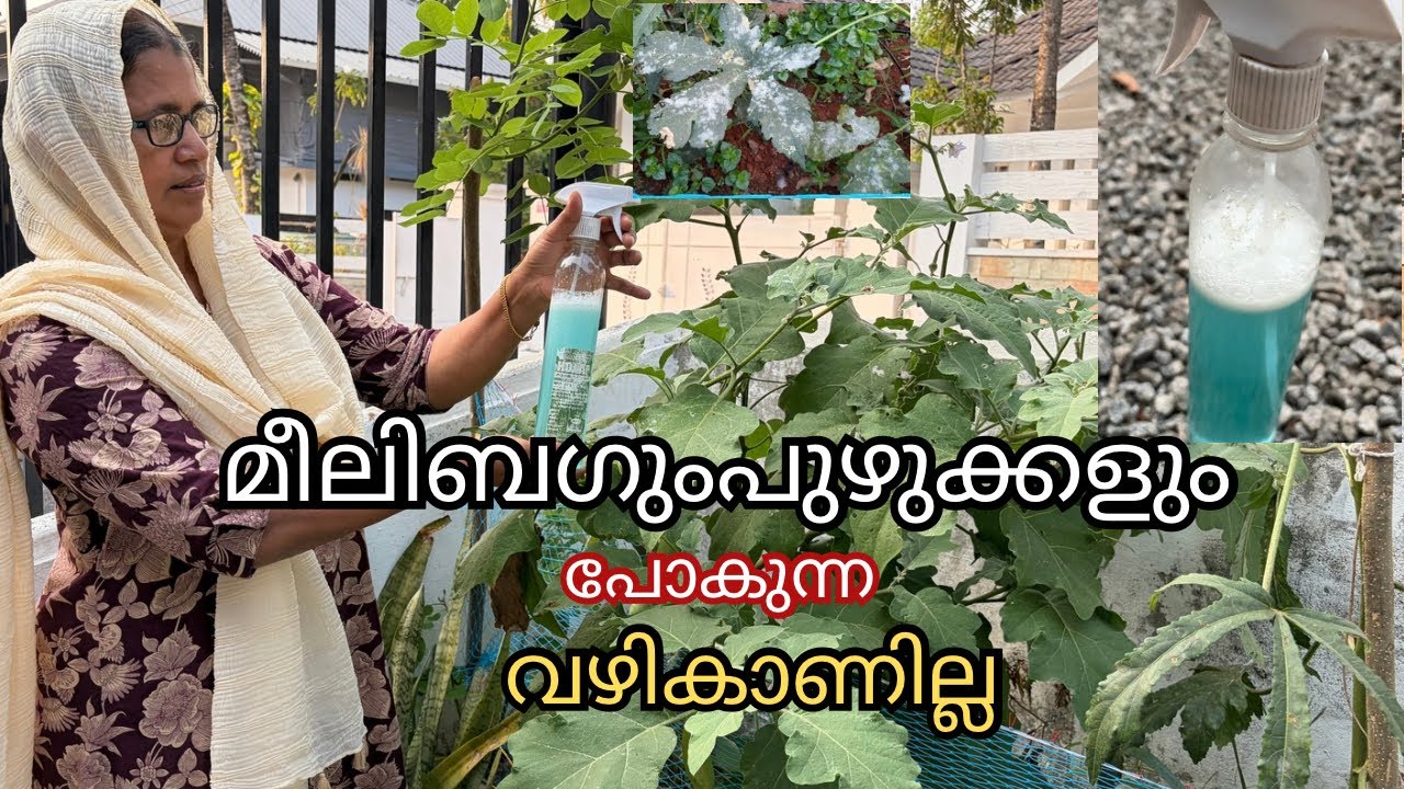 കിച്ചനിലുള്ള 3ചേരുവകൾ കൊണ്ട് നിമിഷങ്ങൾ കൊണ്ട് തയാറാക്കാം ഈ കീട നാശിനി|JUBYS CREATIVE HUB 