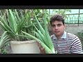 How to Take Care of a Aloe Vera Plant | Large Aloe Vera Plant | Plant Ko Repot Kese Kia Jay