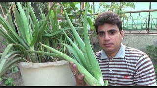 How to Take Care of a Aloe Vera Plant | Large Aloe Vera Plant | Plant Ko Repot Kese Kia Jay