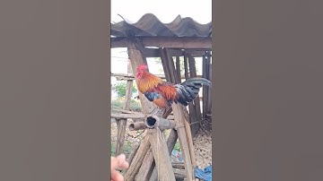 gà rừng tơ của em trai cực hay.qaib qus khav tiag tiag