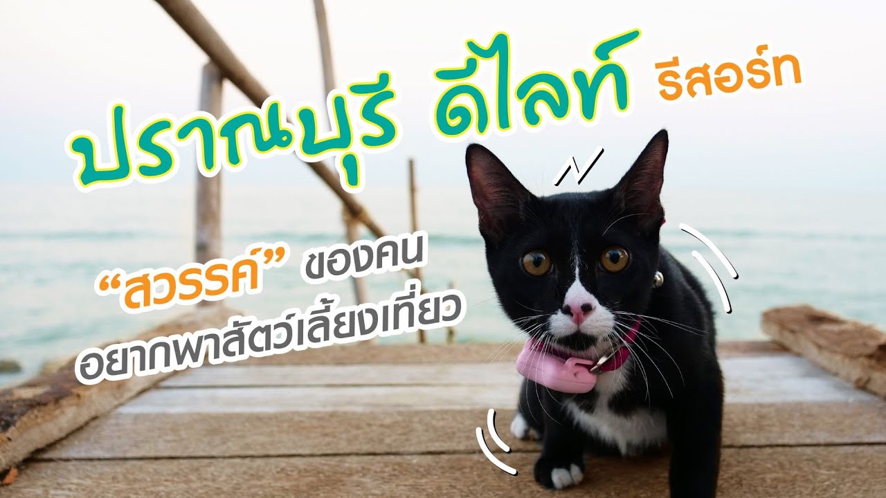 EP.04 : ปราณบุรี ดีไลท์ รีสอร์ท | ร้าน อาหาร ปราณบุรี pantipข้อมูลที่เกี่ยวข้องล่าสุด