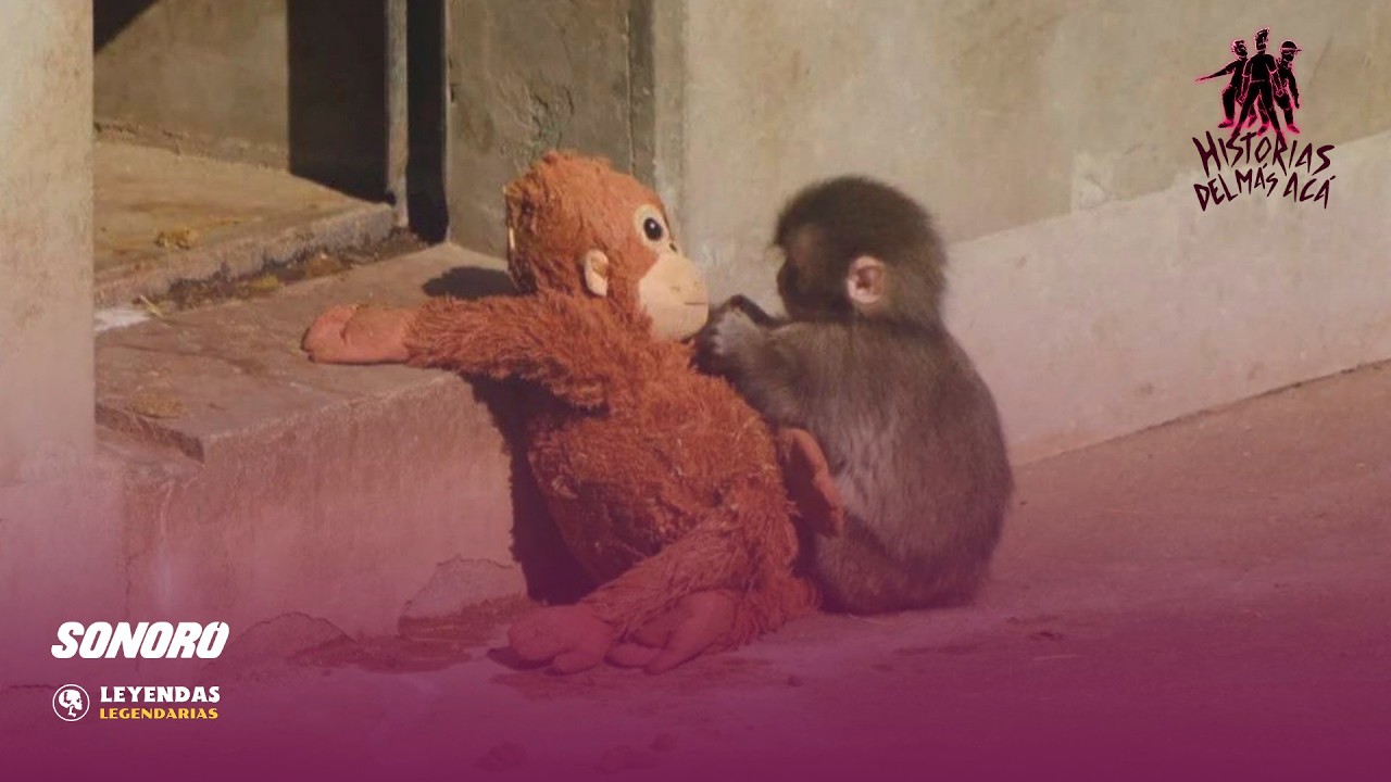 Todos Somos Punch - Historias del Más Acá 260