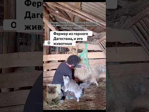 Фермер и его животные #cat #shortvideo #short #кошки #kitten #vilagelife