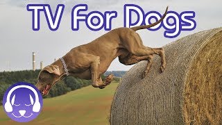 NEW Relaxing Dog Music Playlist & TV for Anxious, Stressed or Aggressive Dogs!