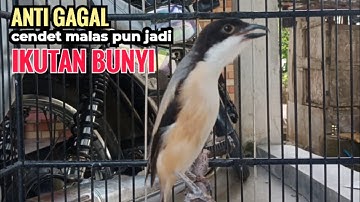 Suara Cendet Gacor Toet toet Efektif Anti Gagal Bikin Cendet Malas pun Langsung Nyaut Bunyi Seketika