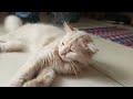 polk kucing terkenal di dunia biar like and subscribe bel notifikasi