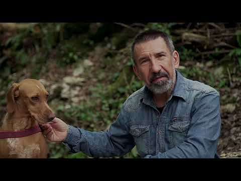 Video: Poesia Rainbow Bridge Per Il Lutto Di Un Animale Domestico