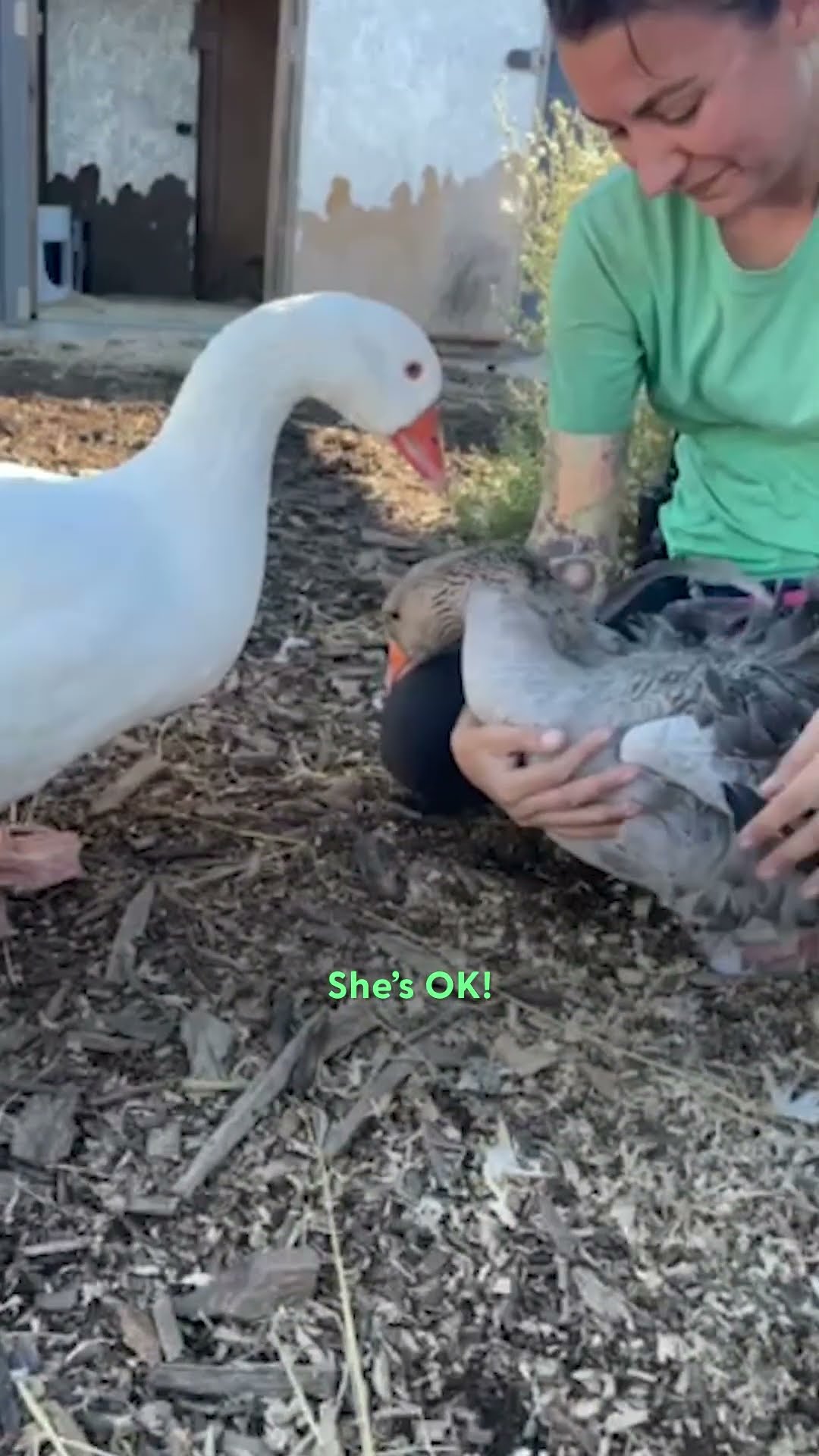Grieving Goose Gets A Second Chance At Love | The Dodo