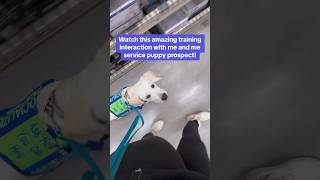 Amazing service dog training interaction!!!  #dog #servicedog #youtubeshorts #shorts #fyp #training