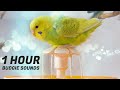 Amazing Budgie Sounds at The Water Fountain Enjoying a Bath