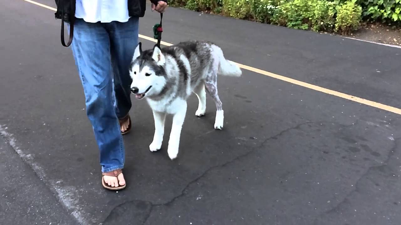 Dog walking 3 weeks after TPLO surgery YouTube