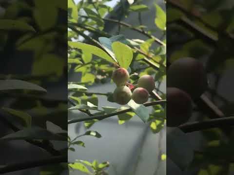 Vídeo: Fruit Tree Bird Protection - Como manter os pássaros longe de suas árvores frutíferas