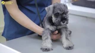 Your first visit to the vet with a puppy or kitten by Friendly Future 101 views 7 years ago 43 seconds