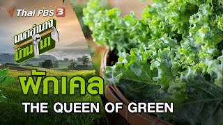 ผักเคล THE QUEEN OF GREEN : มหาอำนาจบ้านนา