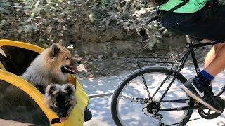 Puppy's First Island Adventure (E15) #12weekpuppychallenge by Social Puppy 4,294 views 5 years ago 5 minutes, 45 seconds