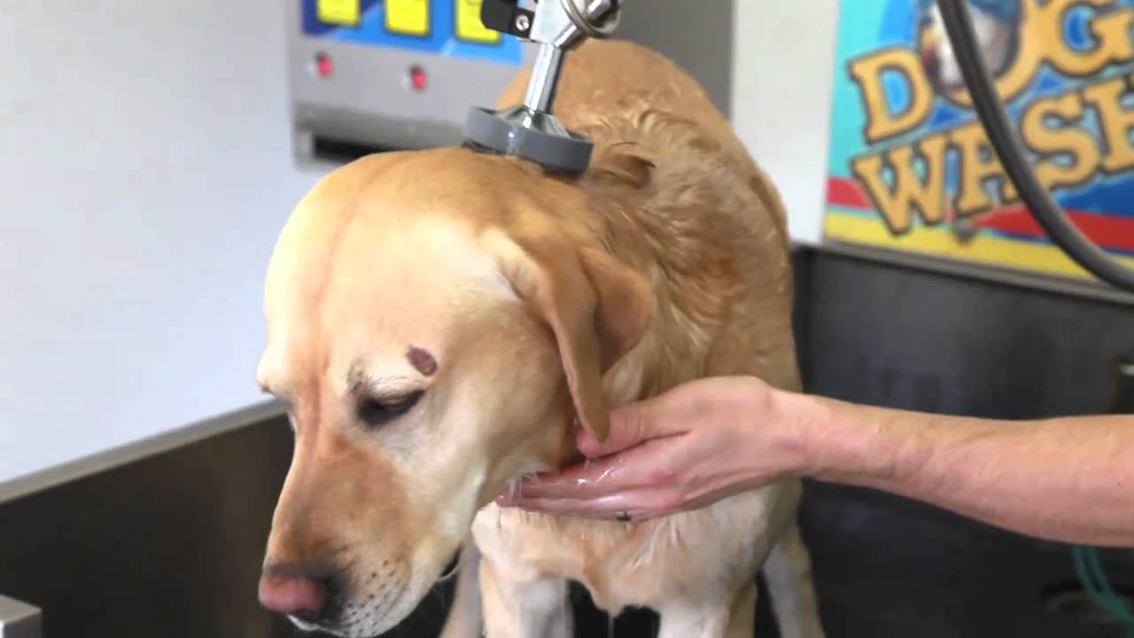 Cantele Dog Wash How to wash a dog YouTube