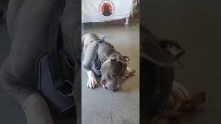 Clyde Needs A Forever Home