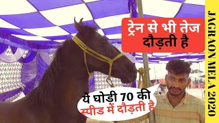 Jagraon Mela 2020-क्या सच क्या झूठ आप ही बताएं क्या घोड़ी 70 की स्पीड में  दौड़ती होगी