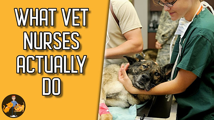 How much does a vet nurse get paid