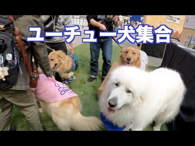 You tuber大集合 わんにゃんドーム