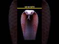 Why Snakes Have a Hole In Their Mouth 🐍
