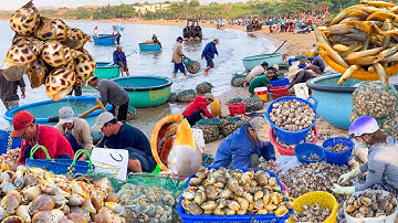 Nghề Rập Hoà Thắng Nay Trúng Đậm Ốc Tỏi | Cá Đục Cá Mòi Ốc Hương Cồ Tươi Rói