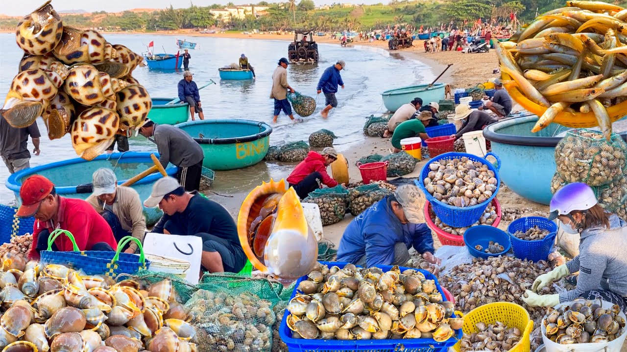 Nghề Rập Hoà Thắng Nay Trúng Đậm Ốc Tỏi | Cá Đục Cá Mòi Ốc Hương Cồ Tươi Rói