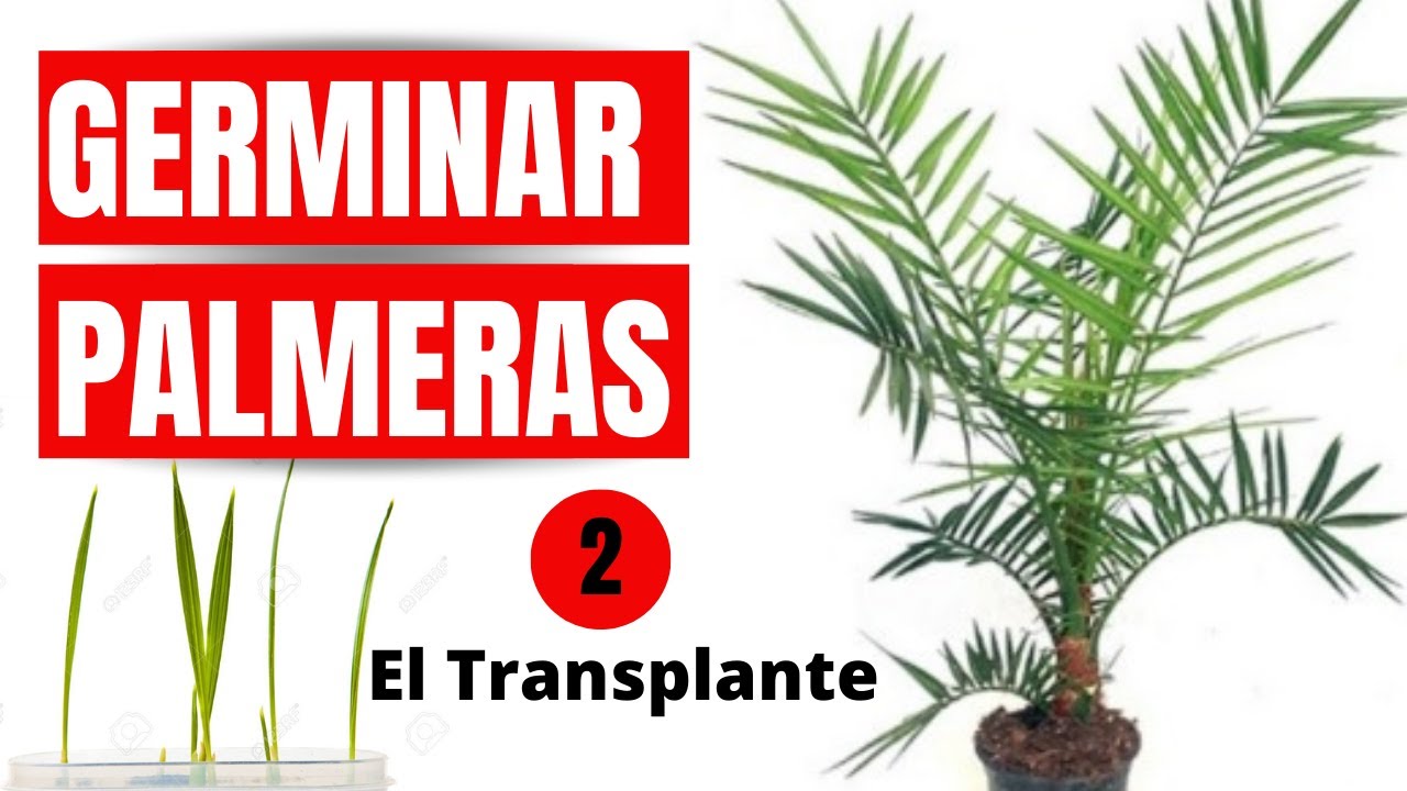 Plantar una palmera