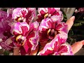 Бомбическое цветение орхидей!