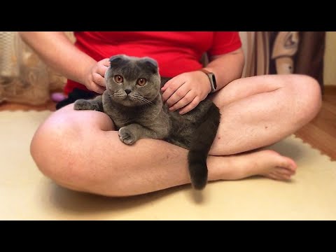 Кот не хочет на ручки, почему Космос не любит сидеть на руках?