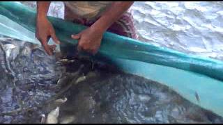 Chitol fish farming Izla, Jagannathpur, Bangladesh, HSA-AL Sept 2011