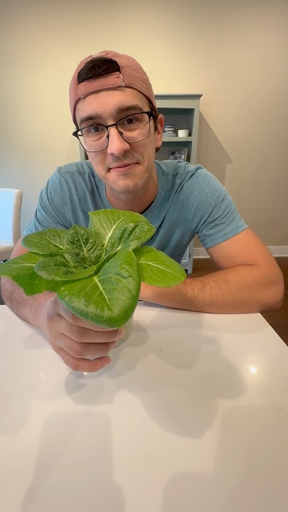 can-you-put-multiple-seedlings-in-a-single-hydroponic-cloning-collar