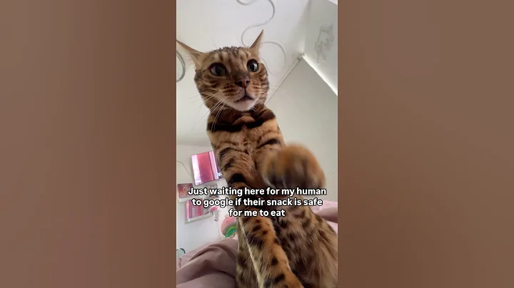 Video 10687461: bengalcat cutecat, boy bengal cat