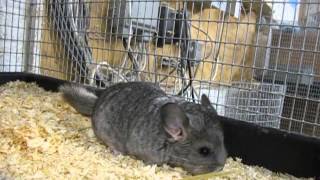 Che' Chinchillas: Chinchilla Mom with Babies