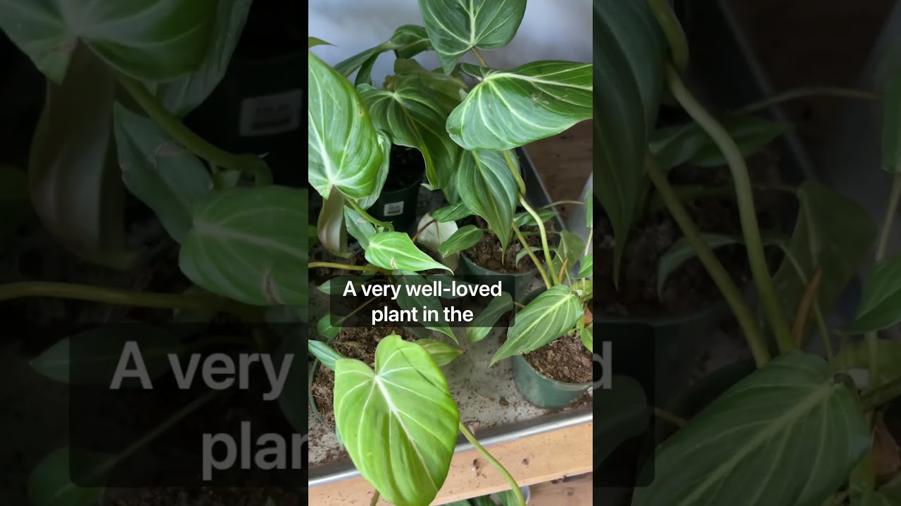 5 Affordable Rare Plants 