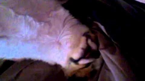 Dexter cornelius sleeping hard