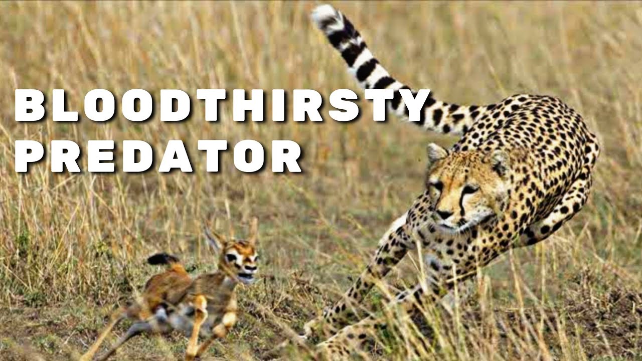 Wild Africa - Cheetah Attacks | Ataques do guepardo #africa #cheetah #