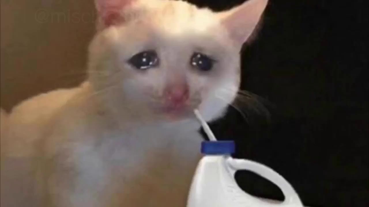 Extremely Sad Cat Compilation YouTube