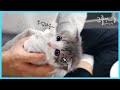 먼치킨 새끼고양이 첫 목욕 / 링웜 치료를 위한 샴푸 목욕 [ENG SUB]