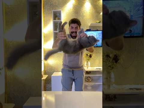 تجربة القطة