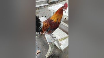 xám tơ🐓#thứcgàrừng86 #gàrừngtaitrắng #gàrừngrặc