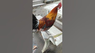 xám tơ🐓#thứcgàrừng86 #gàrừngtaitrắng #gàrừngrặc