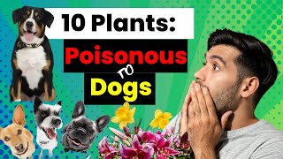 Beware! 10 Plants Harmful (toxic or poisonous) to Dogs