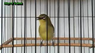 Materi pleci biar gacor!!!