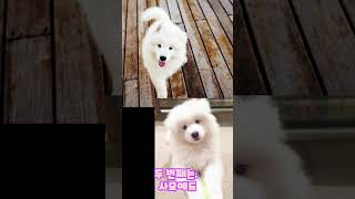 귀여운 댕댕이 모음 #위험해 #조심해 #귀여운강아지#댕댕이들#심쿵주의 #강아지 #졸귀탱 #멍멍이 #귀여워 #사랑스런강아지 #사랑스런댕댕이