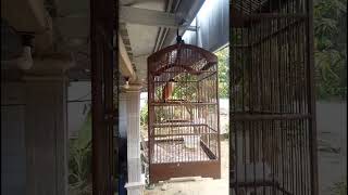 Burung Cendet Gacor bunyi isian banyak