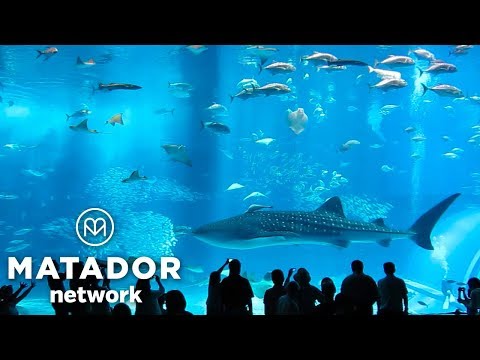 Video: Co NEDĚLAT V Okinawě - Matador Network