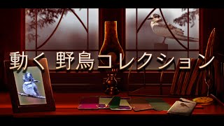 世界初、動く野鳥図鑑アプリ『動く 野鳥コレクション』紹介