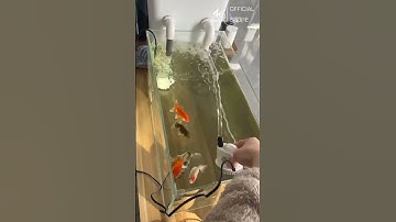 Bơm Hút Đáy Bể Cá Yee Nhỏ Gọn, Lực Nước Mạnh Mẽ #yee #thuysinh #cácảnh